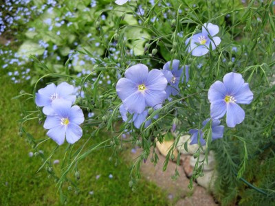 Linum perenne_8770.jpg