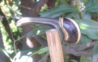 Schnecke beim Yoga 2.jpg