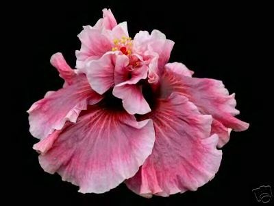 cajun-hibiscus-manifique.JPG