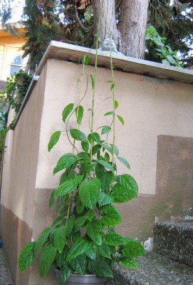 Okt. 07 Losbaum - Clerodendrum thomsoniae.JPG