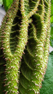 Gunnera manicata (Mammutblatt) neues Blatt.jpg