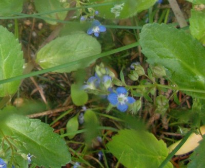 Ehrenpreis Blüte.jpg