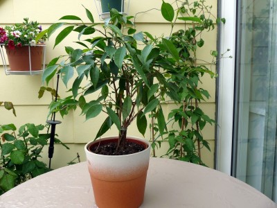 Ficus benjamina Nastasja (2).jpg