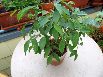 Ficus benjamina Nastasja (1).jpg