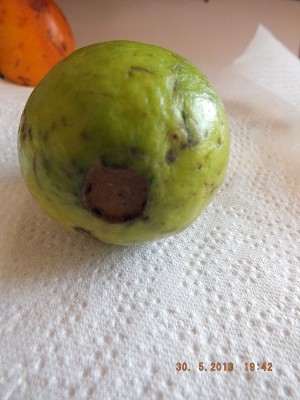 Guave 1.jpg