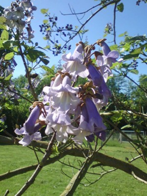 Blauglockenbaum Paulownia tomentosa.jpg