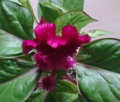 Celosia7.jpg