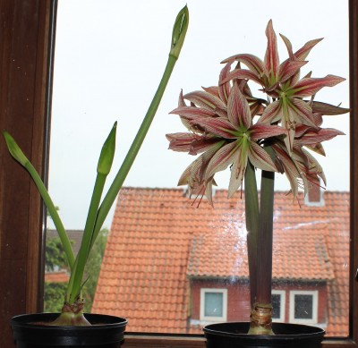 Hippeastrum cybister Rio Negro und cybister Emerald am 01.06.2013.jpg