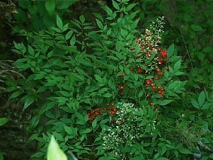 nandina.domestica früchte.jpg