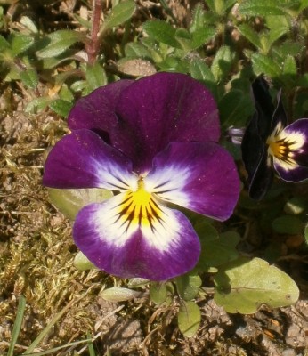 Viola cornuta - Weiß mit Lila - 001 (1107x1280).jpg