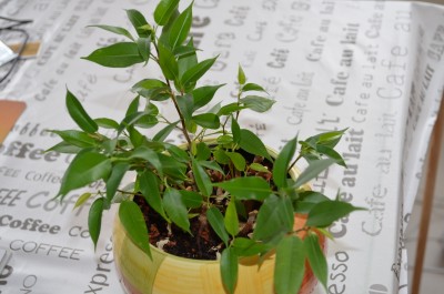 Ficus_auferstanden (2).JPG