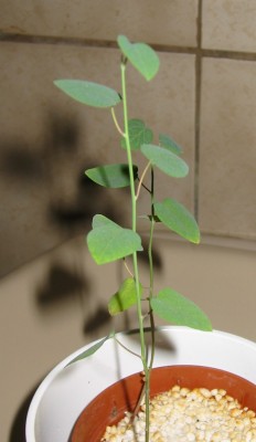 Passiflora caerulea 'Constance Elliot'2.JPG