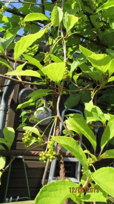 Chinesische Spaltkörbchen (Schisandra chinensis).jpg