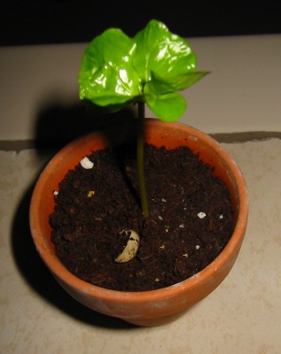 Zwergkaffee-Strauch - Coffea arabica nana2.JPG