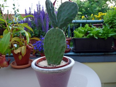 Opuntia robusta -next generation-.jpg