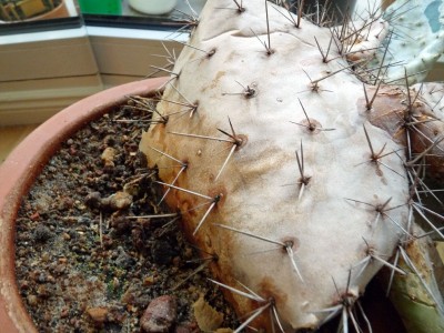 Opuntia robusta auf dem Sterbebett 1.jpg