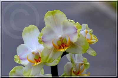 Phalaenopsis 2 kl.jpg