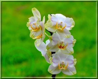 Phalaenopsis 1 kl.jpg