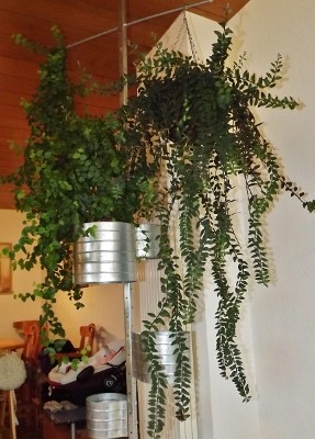 Ficus pumila und Aeschiynanthus.jpg