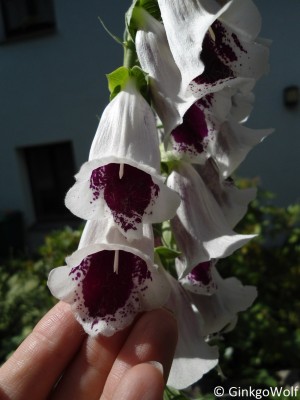 Digitalis_pur_PamsChoice_.JPG