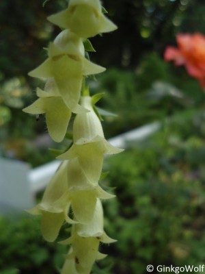 Digitalis_lutea_.JPG