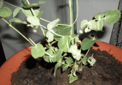 Eukalyptus 1B.gif