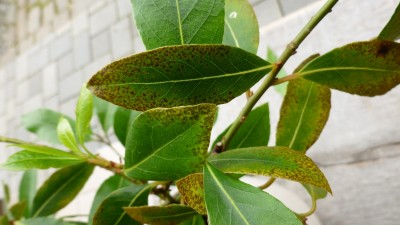 Laurus nobilis I.jpg