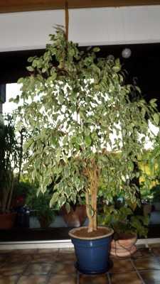 Ficus Benjamina.jpg