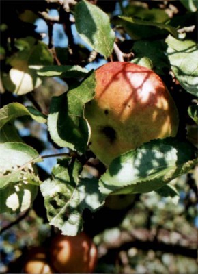 Apfelbaum Früchte1.jpg