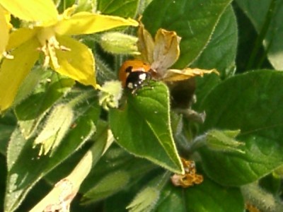 Marienkäfer auf Goldfelberich .JPG