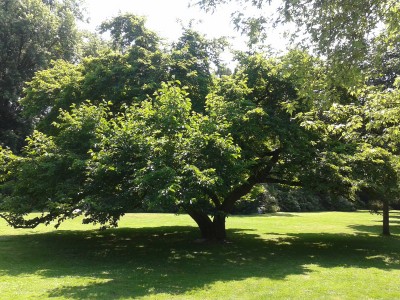 Baum1.jpg