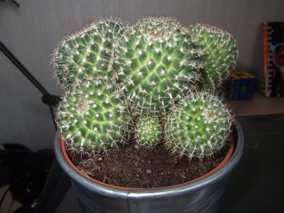 Kaktus - Kopie.JPG