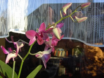 Orchidee Dendrobium compactum. violett.JPG