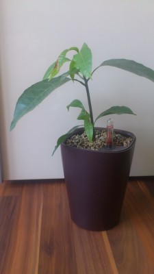 Gesamte Pflanze - Mango.jpg