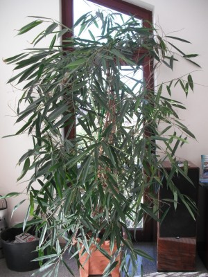 Ficus alii.jpg