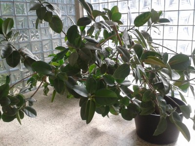 Ficus elastica.jpg