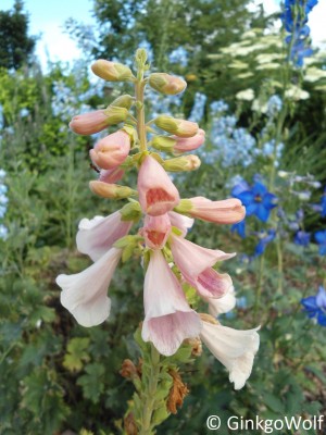 Digitalis_purpurea_Apricot.JPG