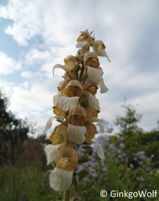 Digitalis_lanata.JPG