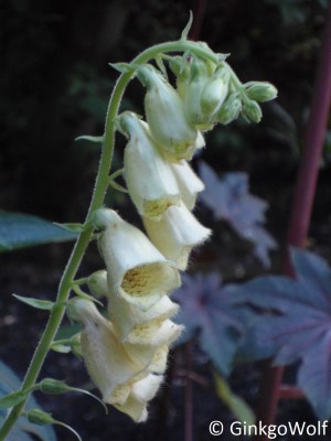 Digitalis_grandiflora___.JPG