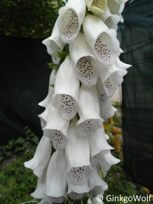 VerborgGärtenBlnBD_richardstr_digitalis_alb.JPG