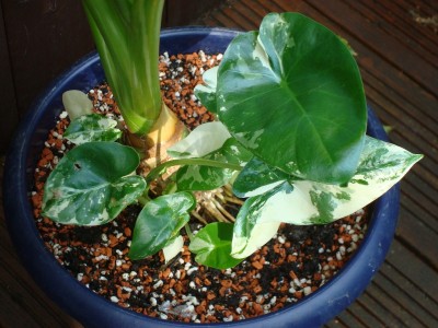 Alocasia m. variegata (1).JPG