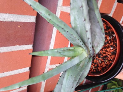 Aloe ferox .JPG