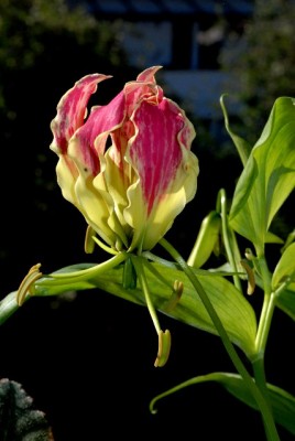 Gloriosa213 007yy.jpg