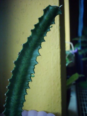 Knubbel an Euphorbia trigona.JPG