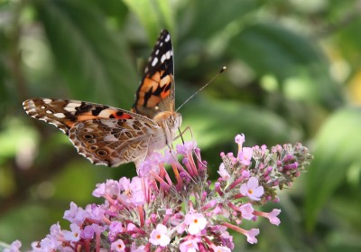 Vanessa cardui.JPG