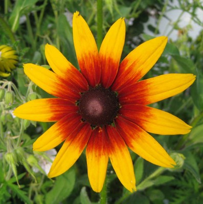 Rudbeckia hirta_9358.jpg