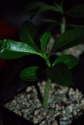 Pachypodium 015yy.jpg