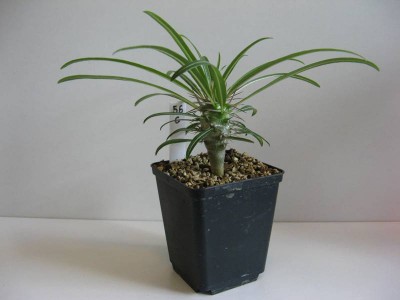 Pachypodium mikea_130723_02.JPG