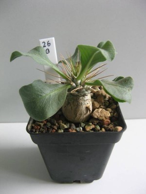 Pachypodium namaquanum_130731.jpg