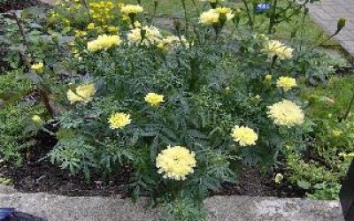 Tagetes gelb voll.jpg